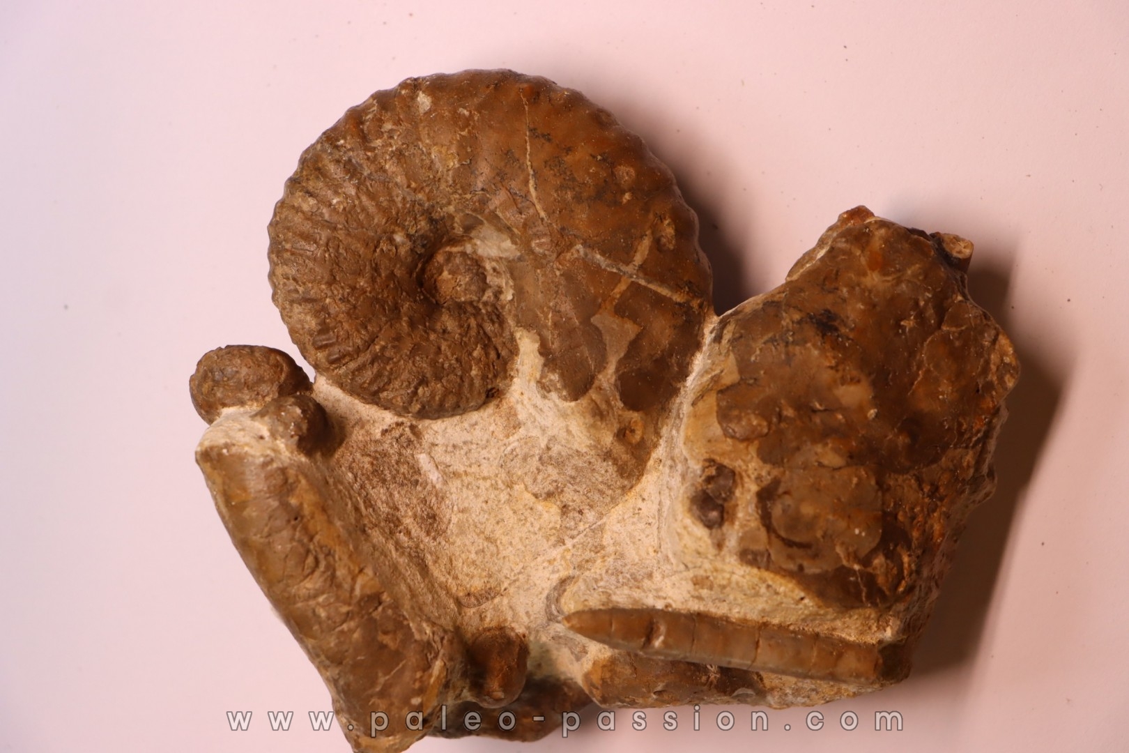 plate with Stoliczkaia dispar belemnite scaphite oursin Upper Albian Penzesgyor, HUNGARY