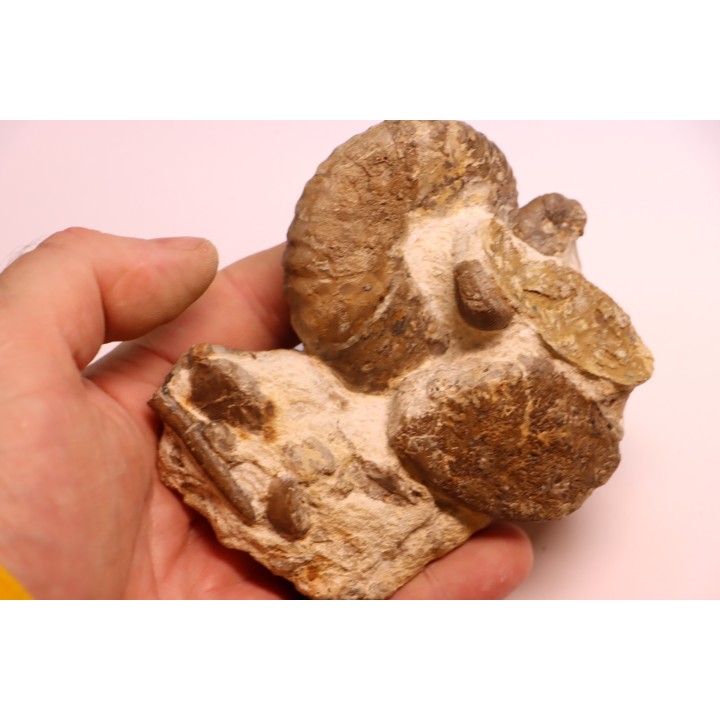 belle association avec  Stoliczkaia dispar  belemnite  scaphite  oursin  Albien supérieur  Penzesgyor, Hongrie