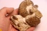 belle association avec Stoliczkaia dispar belemnite scaphite oursin Albien supérieur Penzesgyor, Hongrie