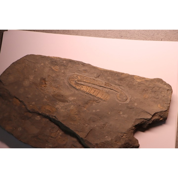 Rossalites vocontianum - Albien inf.  - niveau Paquier - Drôme, France