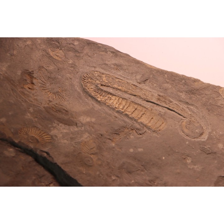 Rossalites vocontianum - Albien inf.  - niveau Paquier - Drôme, France
