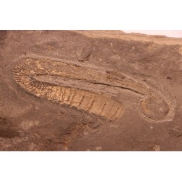 Rossalites vocontianum - Albien inf.  - niveau Paquier - Drôme, France
