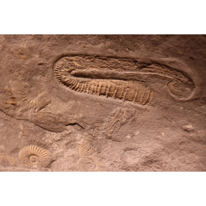 Rossalites vocontianum - Albien inf.  - niveau Paquier - Drôme, France