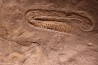 Rossalites vocontianum - Albien inf.  - niveau Paquier - Drôme, France