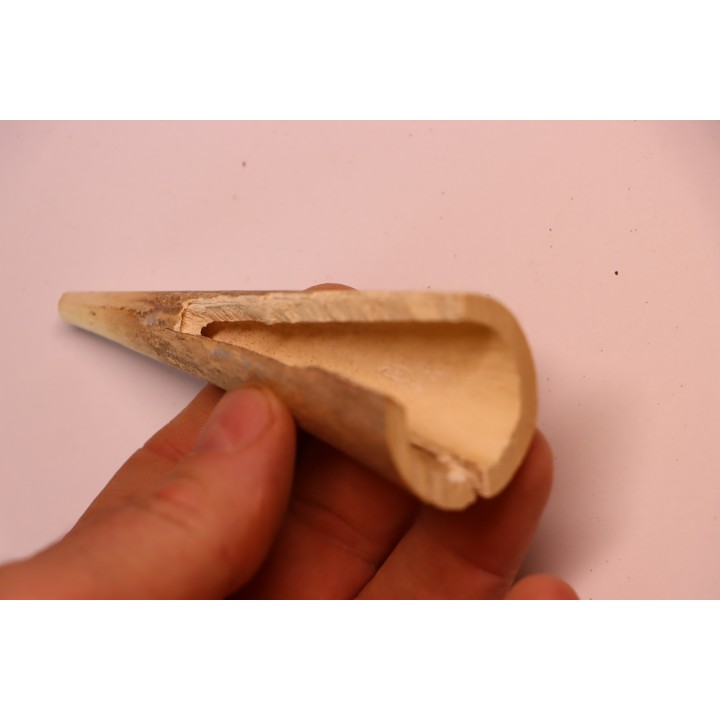 Mammoth ivory - Alaska, USA