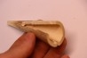 Mammoth ivory - Alaska, USA