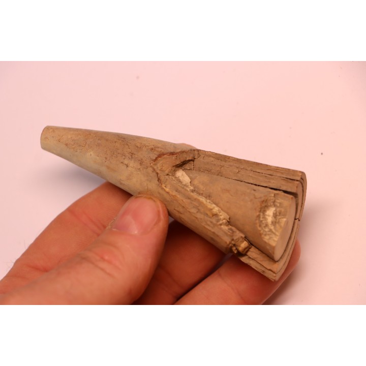 Mammoth ivory - Alaska, USA