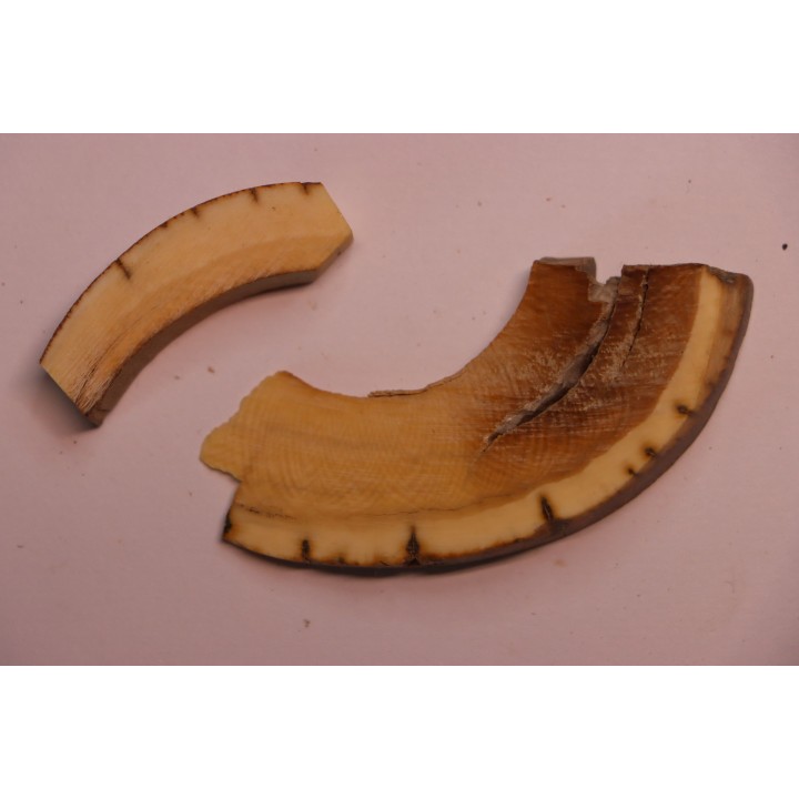 Mammoth ivory - Alaska, USA