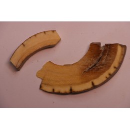 Mammoth ivory - Alaska, USA