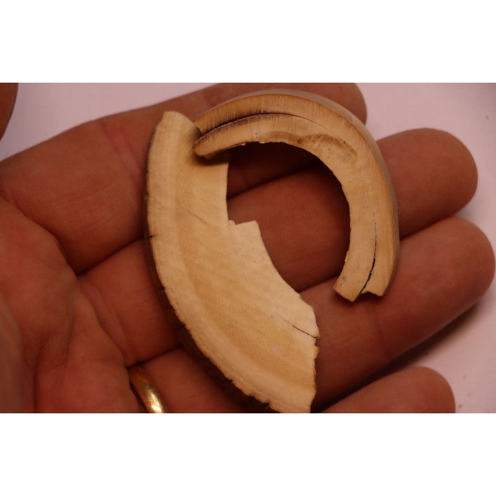 Mammoth ivory - Alaska, USA