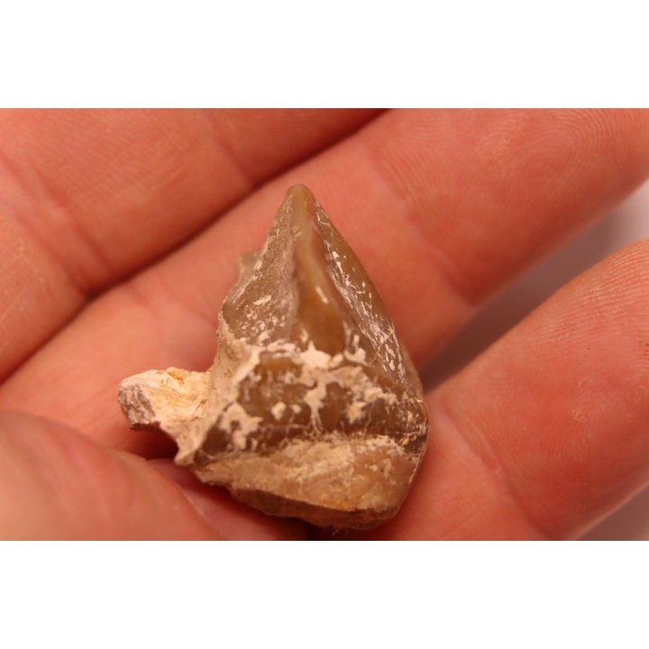 Lophiodon sp. - Lutétien - Robiac, France