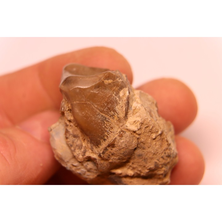 Lophiodon sp. - Lutétien - Robiac, France