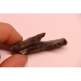 plagiolophus  minor - Eocene - Vaucluse - France
