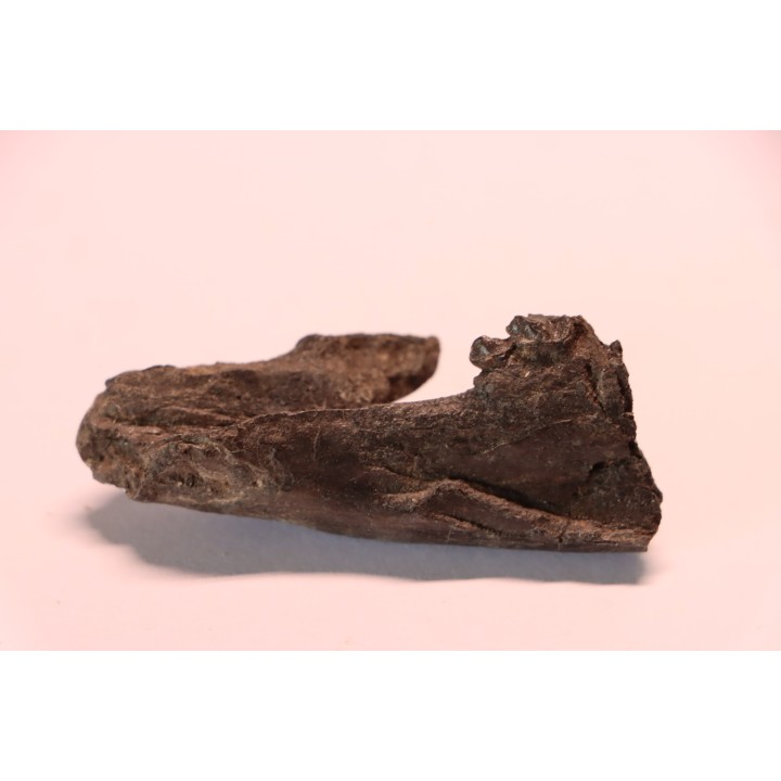 plagiolophus minor - Eocene - la debruge, Vaucluse - France