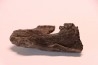 plagiolophus minor - Eocene - la debruge, Vaucluse - France