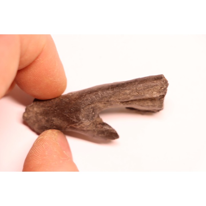 plagiolophus minor - Eocene - la debruge, Vaucluse - France