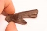 plagiolophus  minor - Eocene - Vaucluse - France