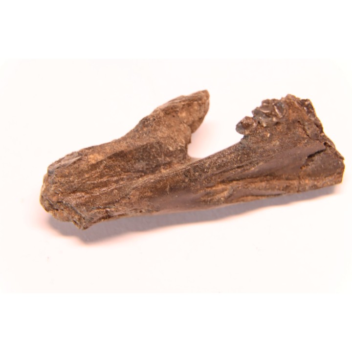 plagiolophus minor - Eocene - la debruge, Vaucluse - France