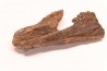 plagiolophus  minor - Eocene - Vaucluse - France