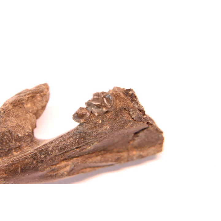 plagiolophus  minor - Eocene - Vaucluse - France