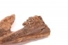 plagiolophus  minor - Eocene - Vaucluse - France