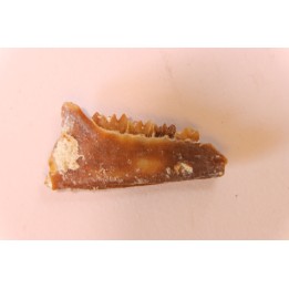 CAINOTHERIUM sp. - Miocene - Massif Centrale, FRANCE