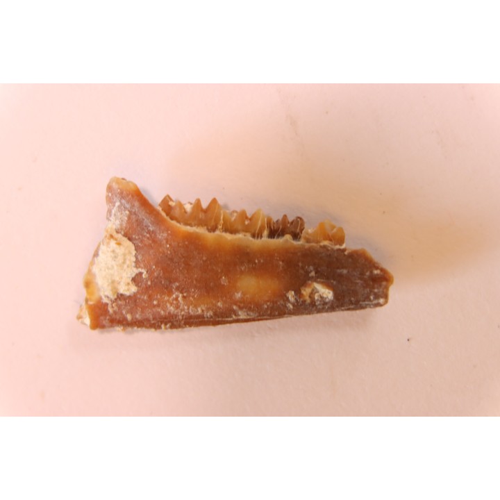 CAINOTHERIUM sp. - Miocene - Massif Centrale, FRANCE