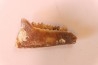 CAINOTHERIUM sp. - Miocene - Massif Centrale, FRANCE