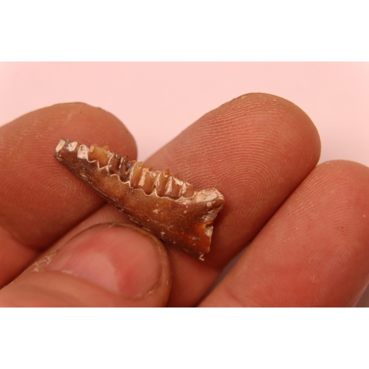 CAINOTHERIUM sp. - Miocene - Massif Centrale, FRANCE