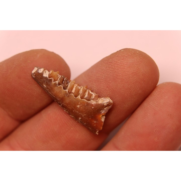 CAINOTHERIUM sp. - Miocene - Massif Centrale, FRANCE