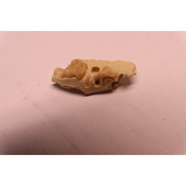 CAINOTHERIUM sp. - Miocene - Massif Centrale, FRANCE
