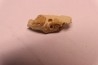 CAINOTHERIUM sp. - Miocene - Massif Centrale, FRANCE