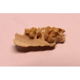 CAINOTHERIUM sp. - Miocene - Massif Centrale, FRANCE