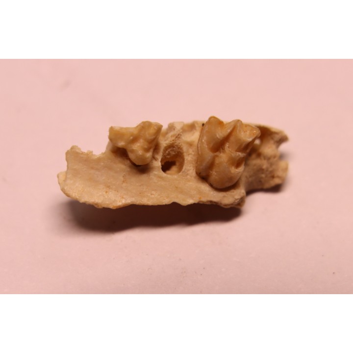 CAINOTHERIUM sp. - Miocene - Massif Centrale, FRANCE