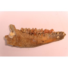 CAINOTHERIUM sp. - Miocene - Massif Centrale, FRANCE