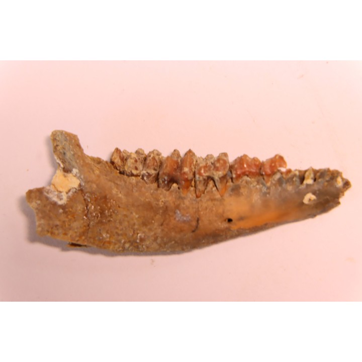 CAINOTHERIUM sp. - Miocene - Massif Centrale, FRANCE