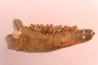 CAINOTHERIUM sp. - Miocene - Massif Centrale, FRANCE