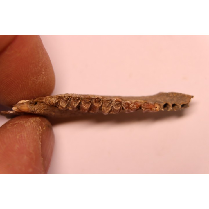 CAINOTHERIUM sp. - Miocene - Massif Centrale, FRANCE