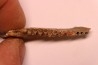 CAINOTHERIUM sp. - Miocene - Massif Centrale, FRANCE