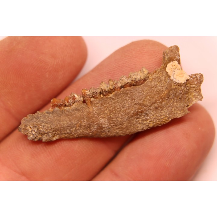 CAINOTHERIUM sp. - Miocene - Massif Centrale, FRANCE