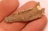 CAINOTHERIUM sp. - Miocene - Massif Centrale, FRANCE