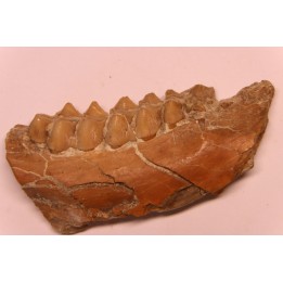 DICRACERUS sp.  Miocène  FRANCE