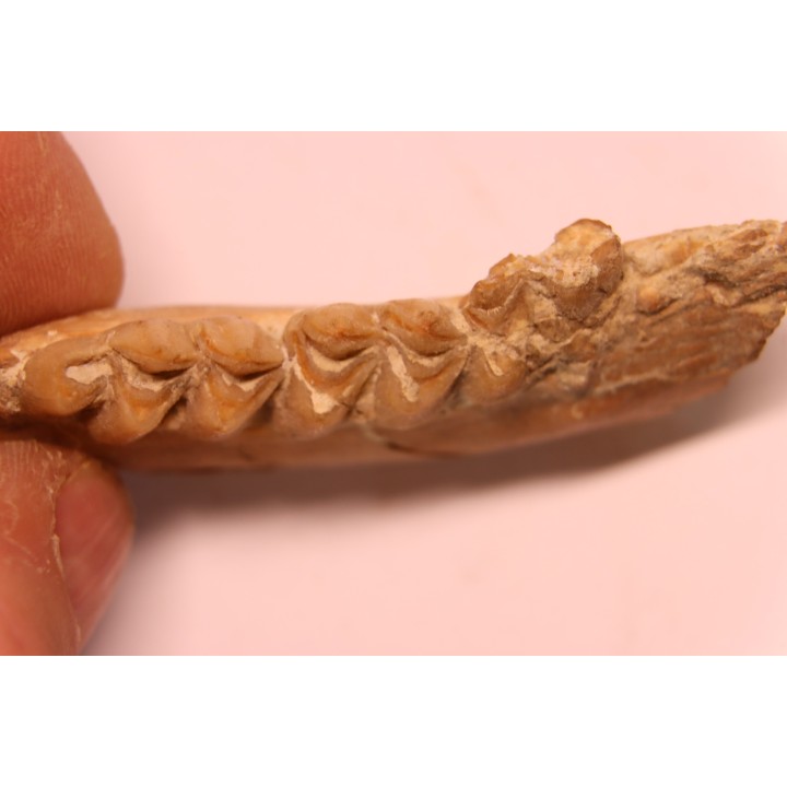 DICRACERUS sp.  Miocène  FRANCE