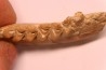 DICRACERUS sp.  Miocène  FRANCE
