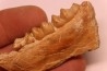 DICRACERUS sp.  Miocène  FRANCE