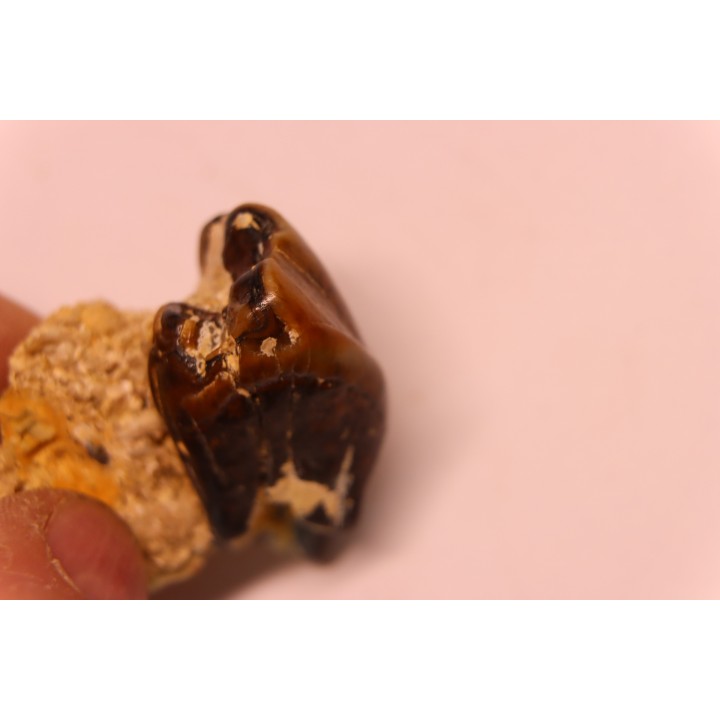 Protaceratherium minutum  Miocène  Faluns de Touraine, FRANCE