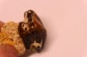 Protaceratherium minutum  Miocène  Faluns de Touraine, FRANCE