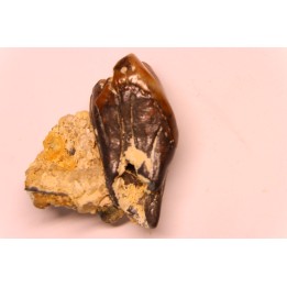 Protaceratherium minutum  Miocène  Faluns de Touraine, FRANCE