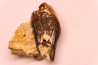 Protaceratherium minutum  Miocène  Faluns de Touraine, FRANCE