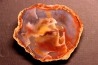slice of wood ARAUCARIOXYLON Chinle Formation Trias ARIZONA - USA